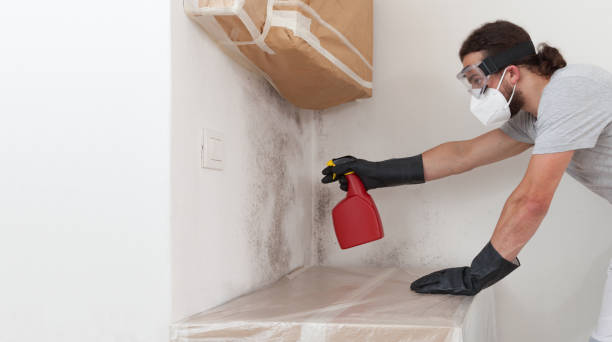 Professional Basement Mold Remediation technician working in Franklin Park, FL