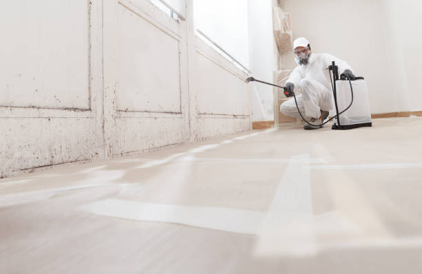 24/7 Emergency Basement Mold Remediation experts in Franklin Park, FL